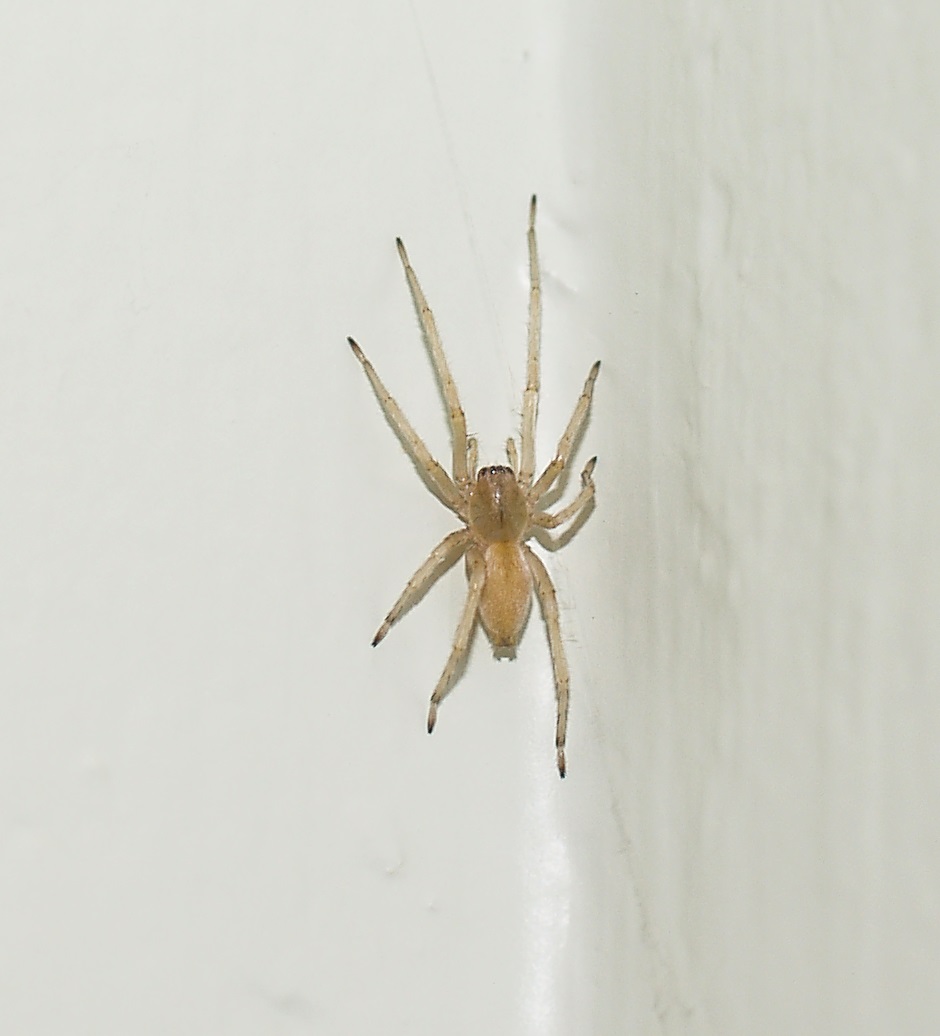 longlegged sac spider